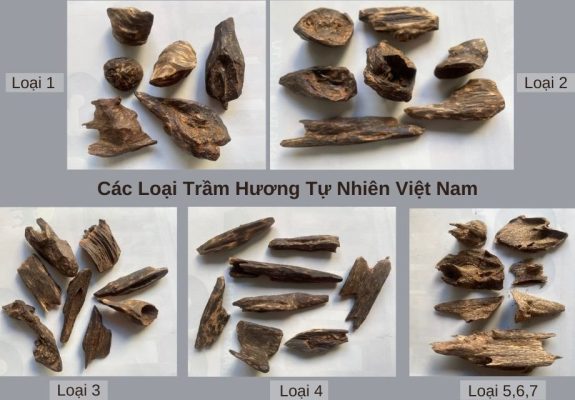 Trầm Hương Có Mấy Loại